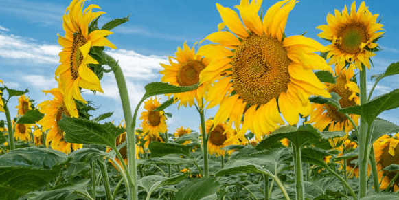 美国内布拉斯加州州长为6月的博彩牌照申请铺平了道路