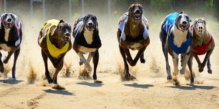 苏格兰绿党议员呼吁结束最后的灰狗比赛财产