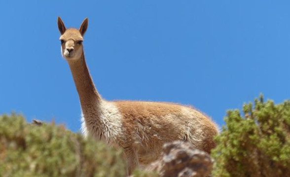 Endorphina将与Latamwin在智利首次推出游戏