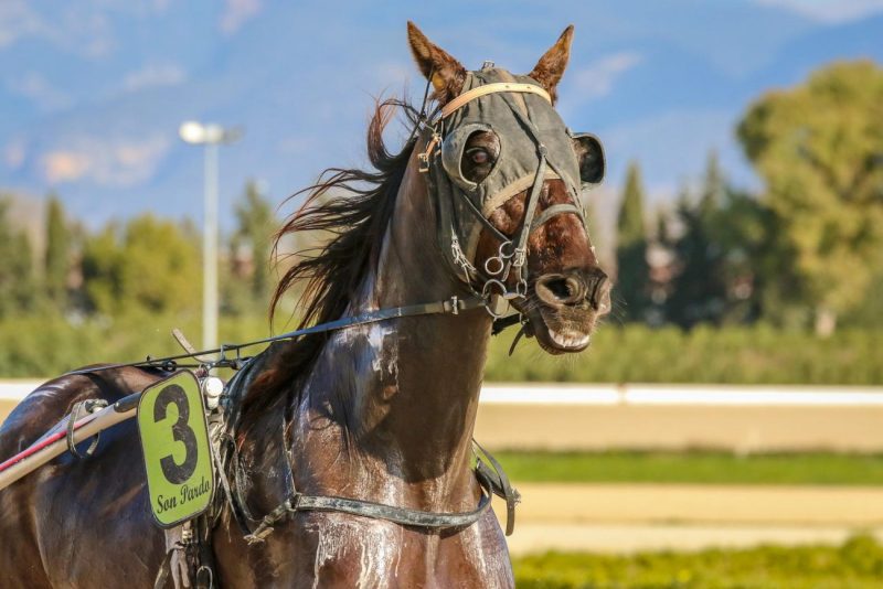 MyRacehorse任命前Betfair赛马主管为营销总监