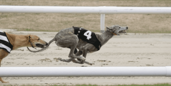 苏格兰动物保护组织呼吁禁止赛狗比赛和赛狗博彩
