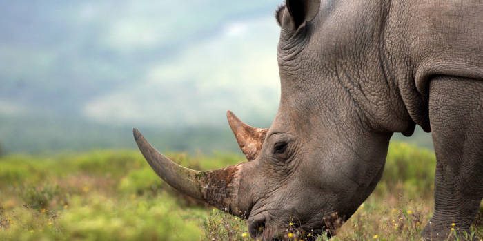 MGA游戏公司开始与Premier Bet进行非洲扩张