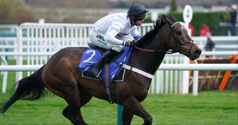 切尔滕纳姆技巧,Champion Hurdle投注赔率、预览和预测