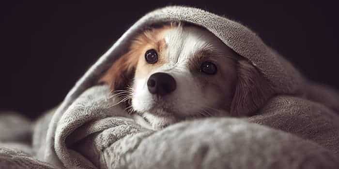 研究称 | 狗对玩具的痴迷如同人类对博彩的沉迷