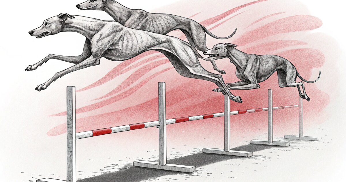 新南威尔士州灰狗赛狗协会宣布全年财务扭亏为盈