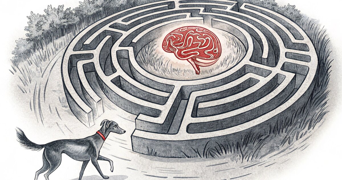 新南威尔士州灰狗赛狗协会向马克·休斯基金会捐款