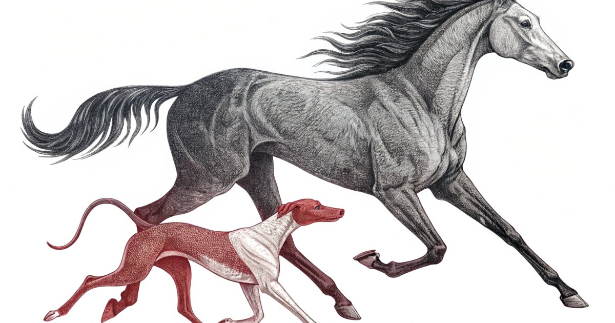 新南威尔士州宣布赛马委员会任命